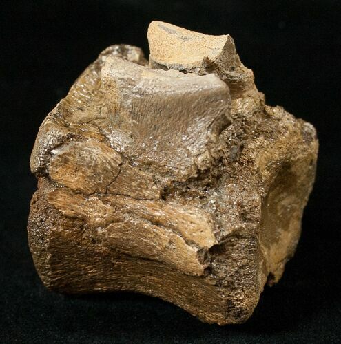 Hadrosaurid Caudal Vertebrae (Tail Bone) #15273